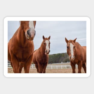 horses in pasture Sticker